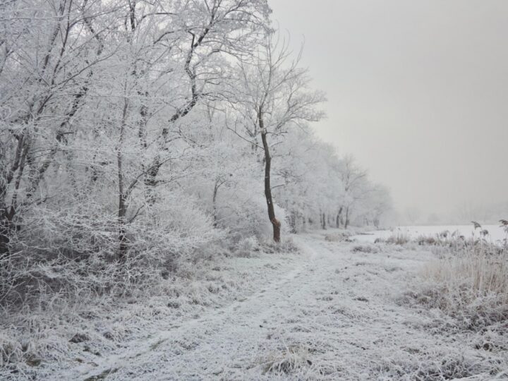 Pierwszy śnieg tej zimy przemienił Mysłowicką Promenadę w białą krainę