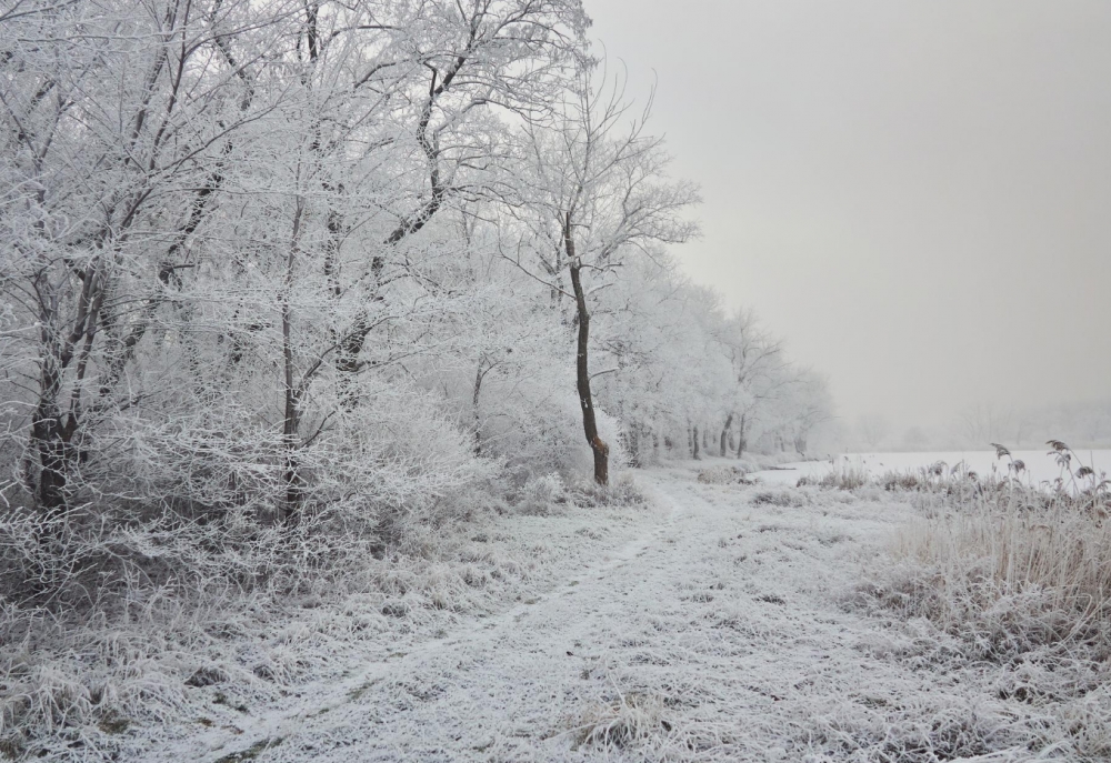 Pierwszy śnieg tej zimy przemienił Mysłowicką Promenadę w białą krainę